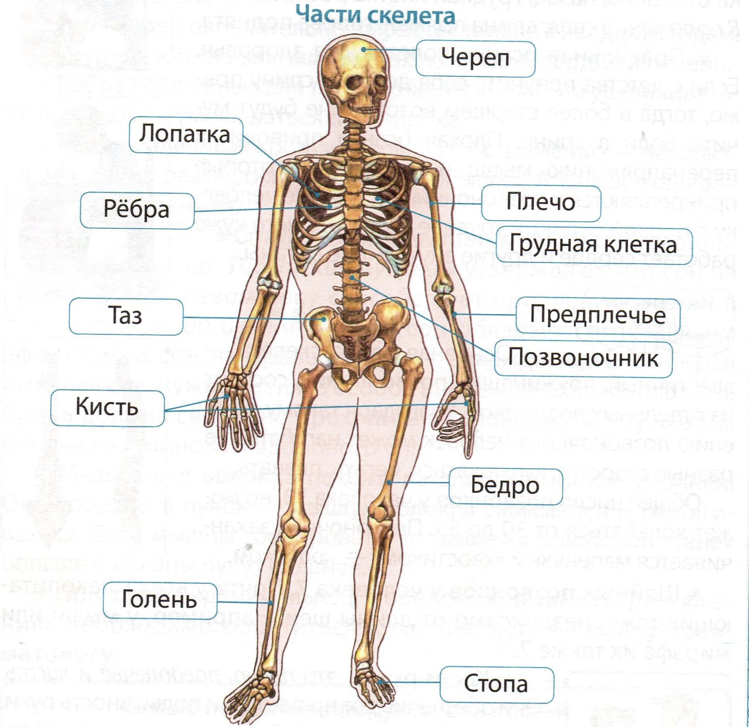 Основные части скелета человека